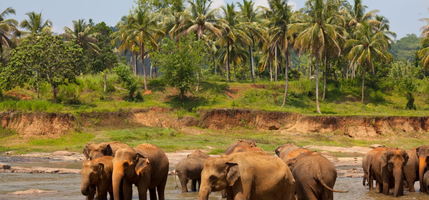 Elephants  on Sri Lanka